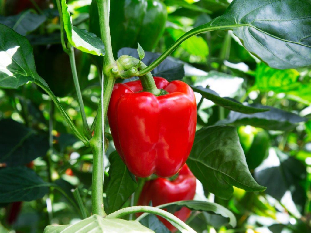 TSWV resistance is increasingly the norm in bell pepper breeding