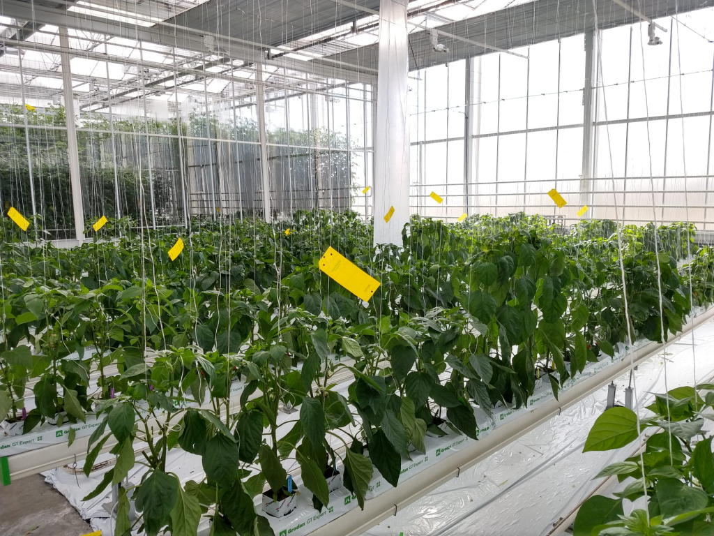 Research on mildew resistance in pepper varieties. 