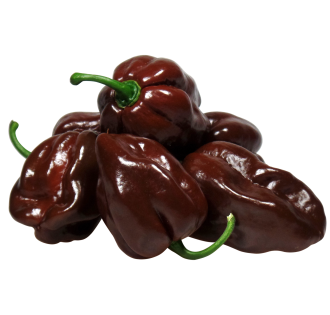 WLS 9617 | habanero