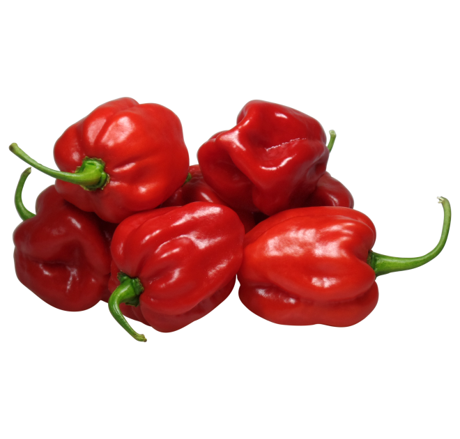 WLS 2611 | habanero 