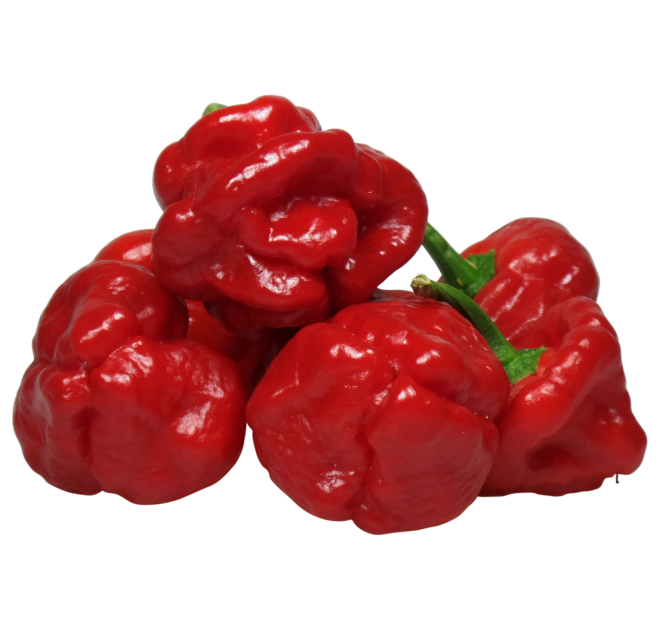 WLS 9620 | scotch bonnet